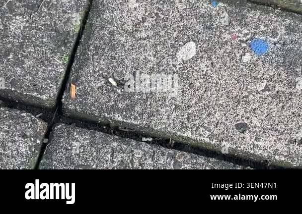 A top-down view of ant carrying crackers on gray concrete paving stones ...