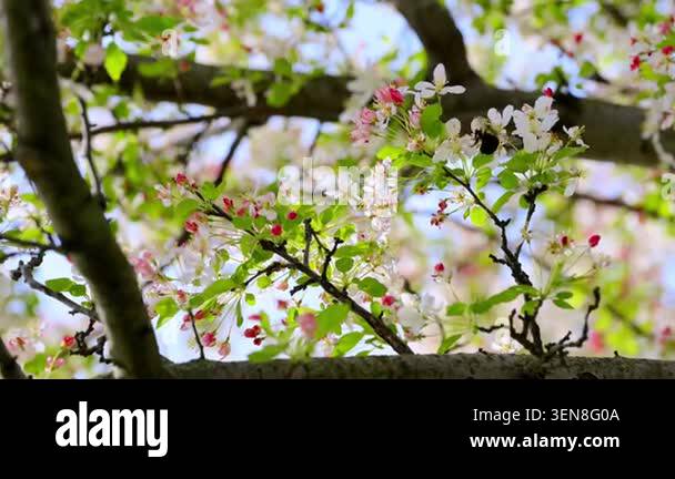 Blooming tree branches with white and pink flowers while bumblebee ...