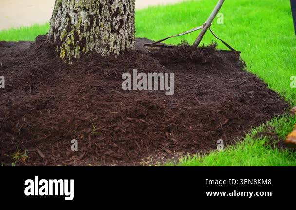 Landscaper raking mulch around bushes in yard, maintenance work in ...