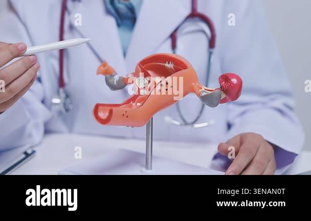 female doctor with stethoscope holding dental model Stock Video Footage ...