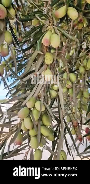 Close up of olive tree branch with juicy fruits gently swaying in wind ...