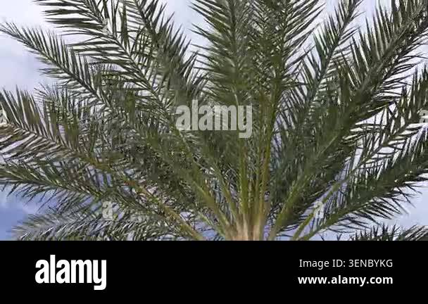 Low-angle view of a date palm tree top with its long green leaves ...