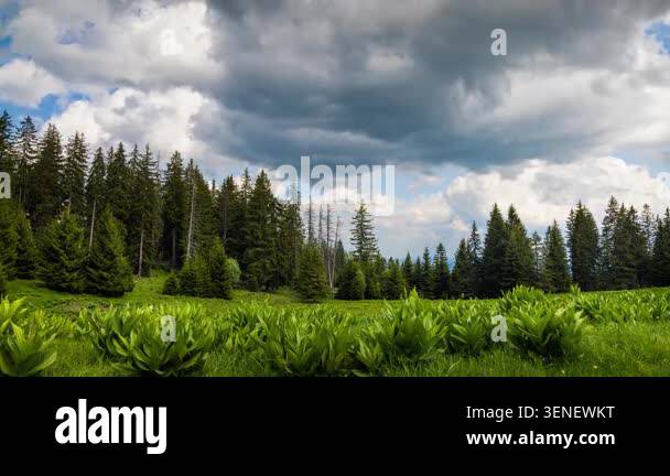 A large clearing with wild spring flowering plants and green fresh ...