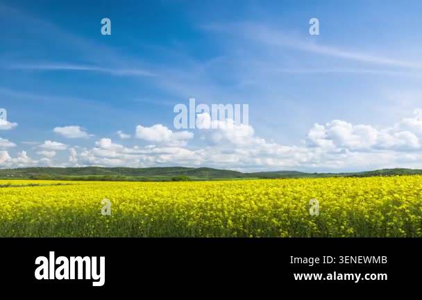 Bright large flowering fields with yellow spring small plant in ...