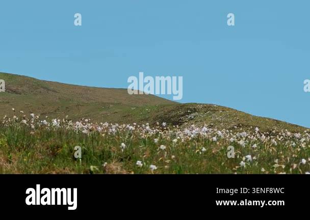 Green alpine meadow covered with white narcissus blooms under partly ...