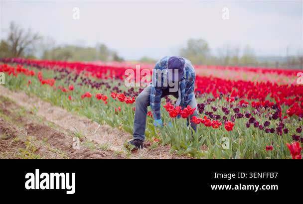 A person bends over among rows of blooming tulips in a colorful ...