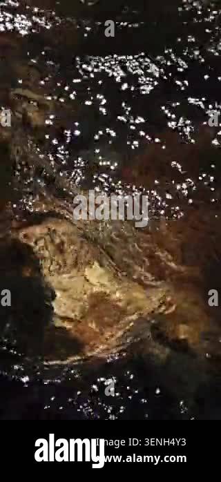 Serenity Inspired Stream Flow for Wellness Apps Stock Video Footage - Alamy