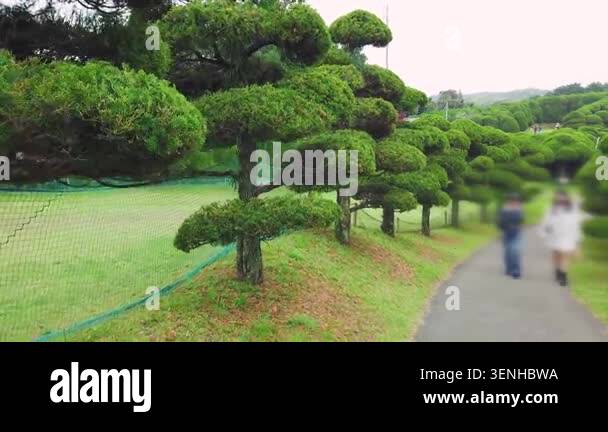 Traditional Japanese garden with shaped niwaki trees on Nokonoshima ...