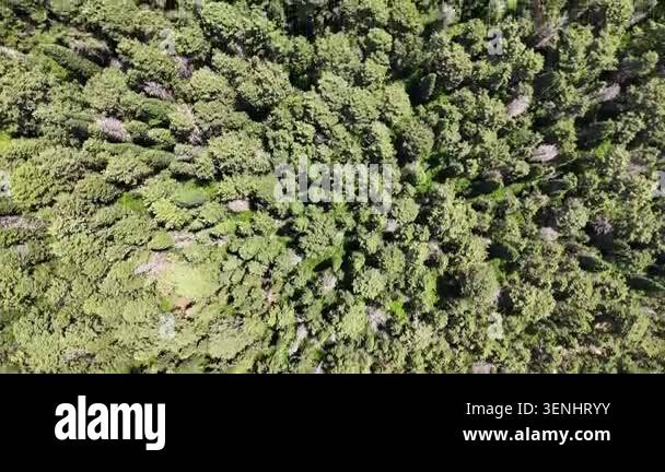 Aerial perspective of a vibrant green forest displaying diverse tree ...