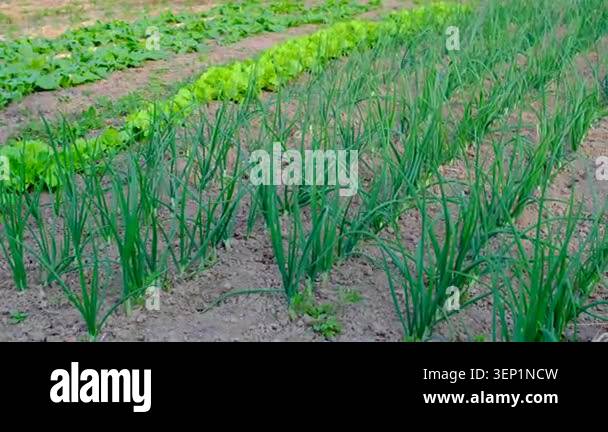 Rows of tender green onions thrive in fertile soil while lettuce and ...