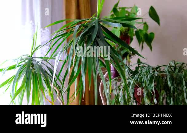 Sunlight streams through a window, illuminating lush indoor plants ...