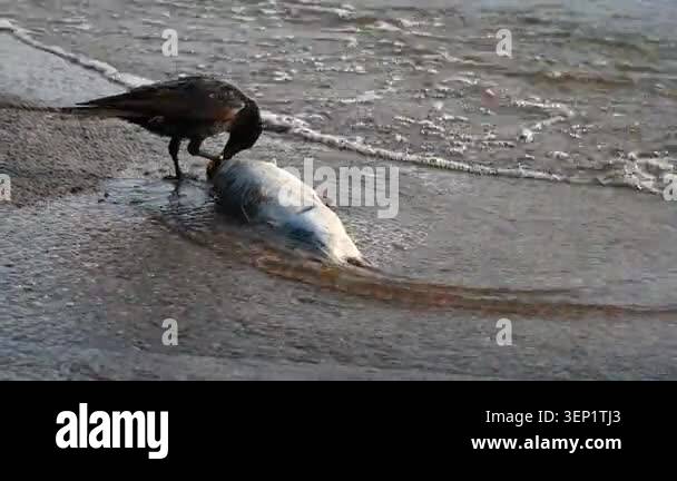 Real Time of One Carrion Crow Feeding on Dead Fish near Lake Geneva ...