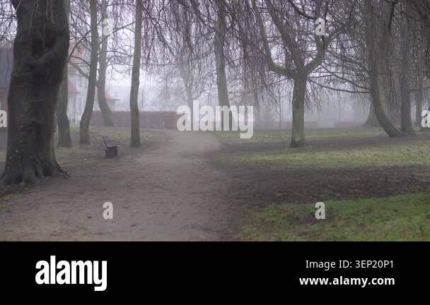 Foggy park with trees and path in calm natural atmosphere Stock Video ...