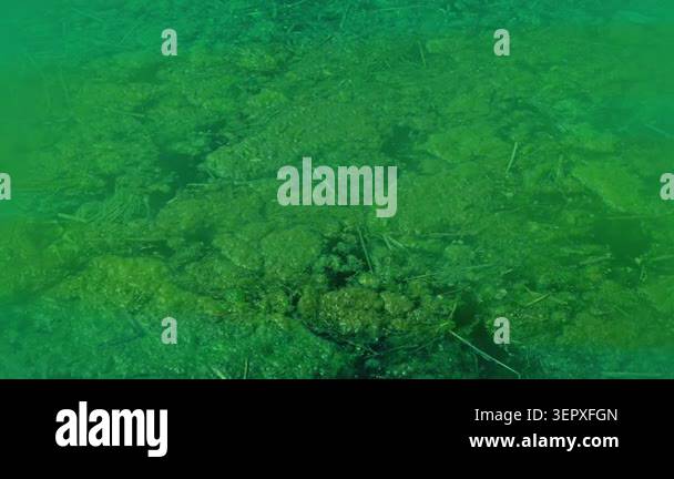 Putrid Swamp With Flies Buzzing And Gas Stock Video Footage - Alamy