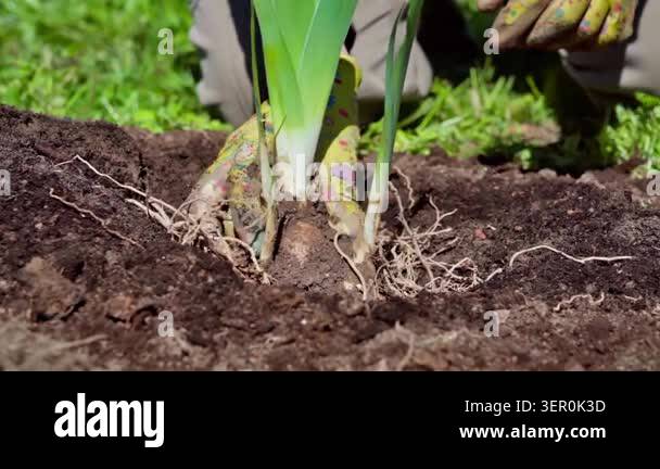 CloseUp Gloves Handle Exposed Roots, Gardener Teases Soil From Root ...