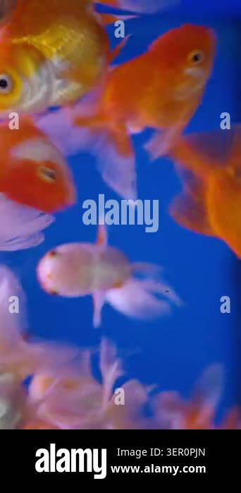 Photo inspiration: Visual Reference: Groups Of Goldfish Swim Around In A Bright Aquarium Setting