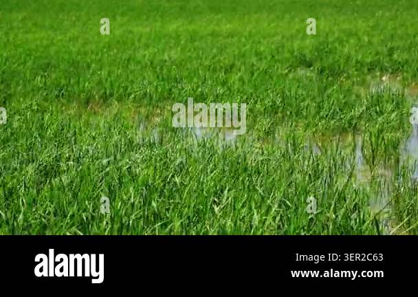 Rice plants growing in shallow water of irrigated paddy field in Ebro ...
