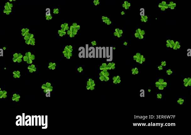 Moving fresh green clover leaves motion graphics with plain black ...