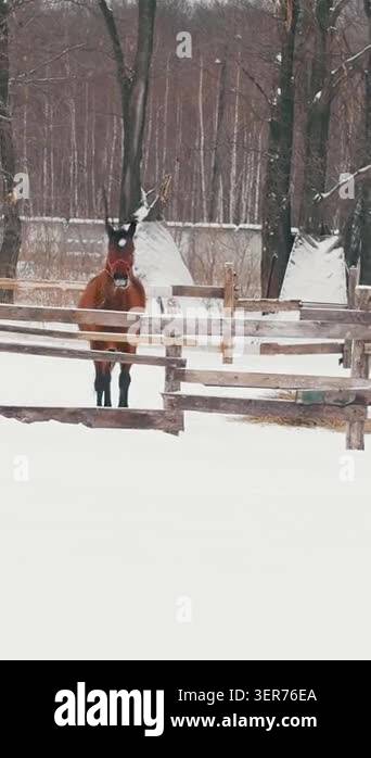Red big female horse on snow corral paddock, telephoto shot Stock Video ...