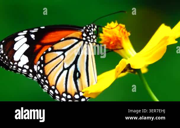 Close-up of a butterfly feeding on a small wildflower, showing delicate ...