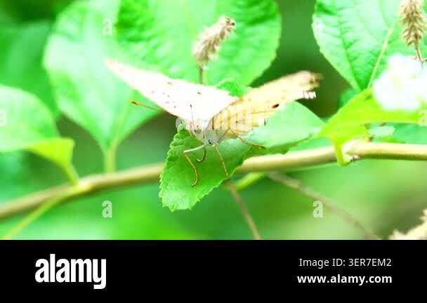 Close-up of a butterfly feeding on a small wildflower, showing delicate ...