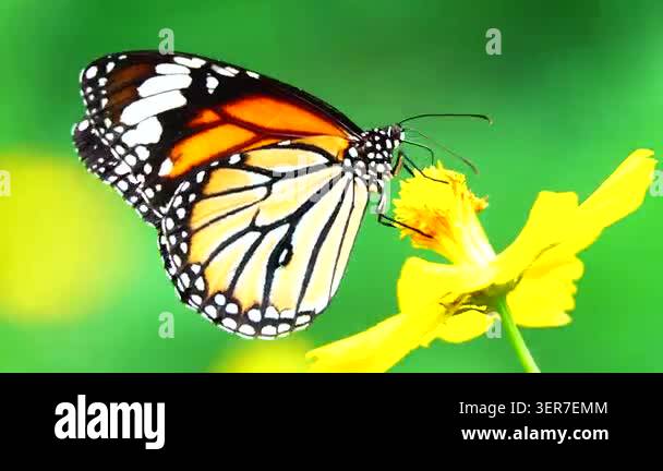 Close-up of a butterfly feeding on a small wildflower, showing delicate ...