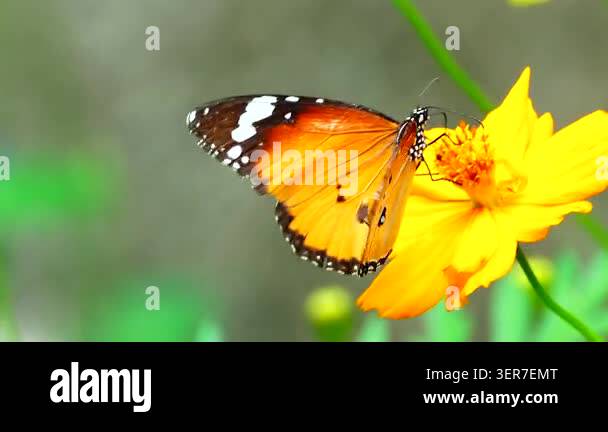Close-up of a butterfly feeding on a small wildflower, showing delicate ...