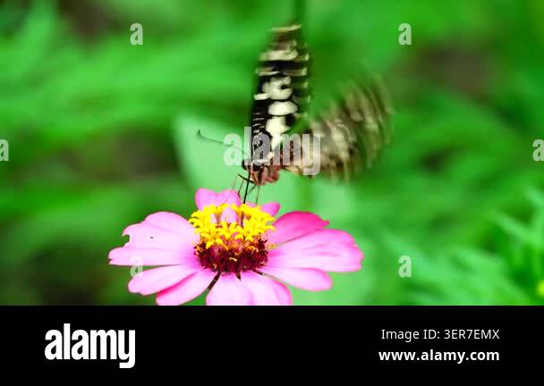 Close-up of a butterfly feeding on a small wildflower, showing delicate ...