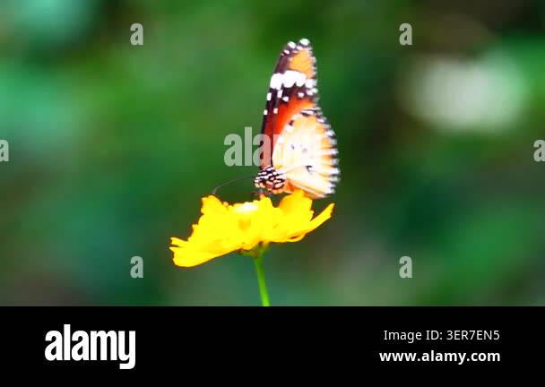 Close-up of a butterfly feeding on a small wildflower, showing delicate ...