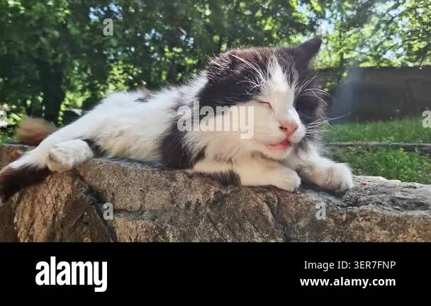 A Fluffy Black And White Cat Sleeps Peacefully On A Stone Wall Outdoors a-fluffy-black-and-white-cat-sleeps-peacefully-on-a-stone-wall-outdoors