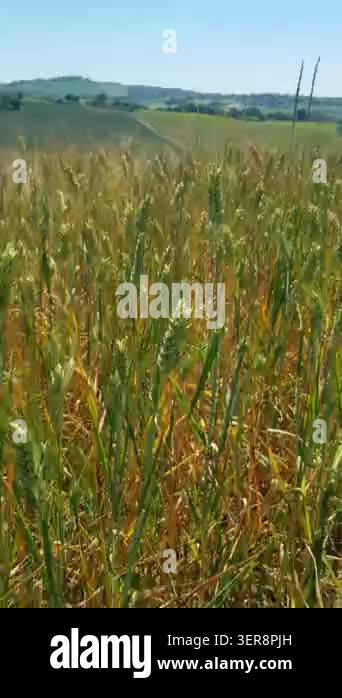 Wheat Field In Countryside Agriculture Wheat Stock Video Footage Alamy