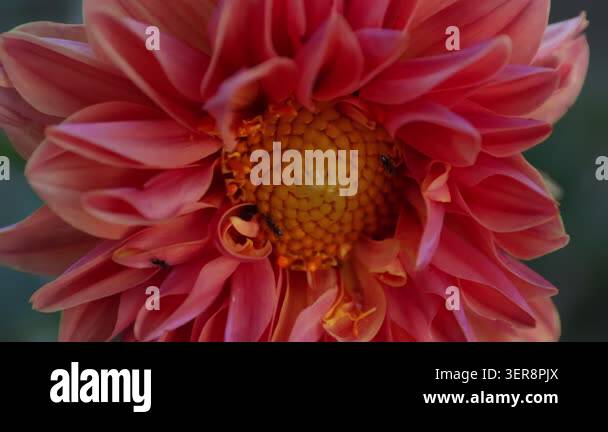 An extreme close-up detail of an orange Dahlia, focusing on the ...