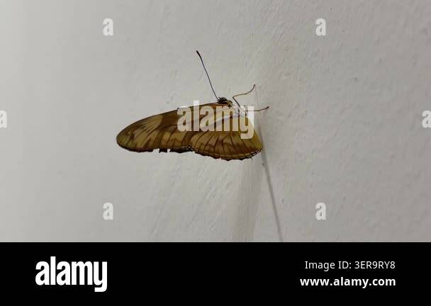 close-up-side-view-of-a-julia-butterfly-dryas-iulia-staying-still-on