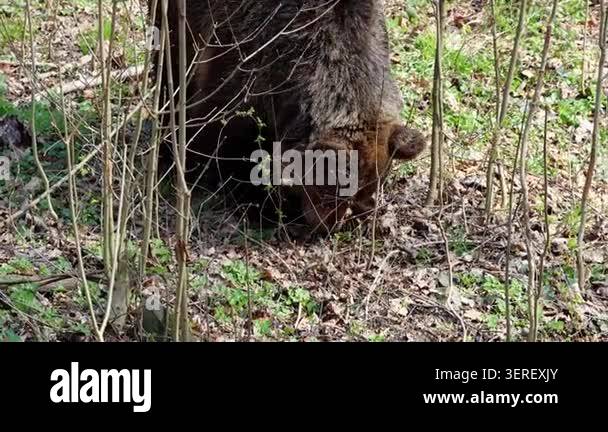 Brown Bear Foraging For Food In A Forested Area Surrounded By Trees brown-bear-foraging-for-food-in-a-forested-area-surrounded-by-trees