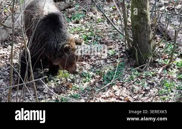 Brown Bear Forages Through Forest Floor Covered In Leaves Moving brown-bear-forages-through-forest-floor-covered-in-leaves-moving