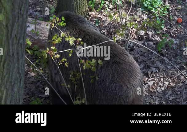 Brown Bear Searches For Food In A Forest Navigating Through Underbrush brown-bear-searches-for-food-in-a-forest-navigating-through-underbrush