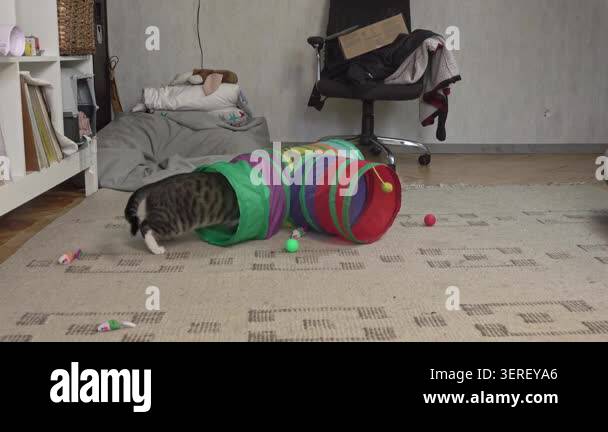 Amusing footage of a domestic cat jumping around toys and hiding inside ...