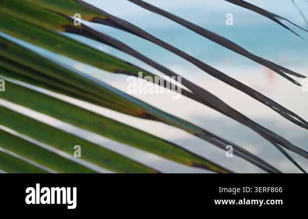 Tropical palm leaves framing a blurred beach horizon. Close view of ...