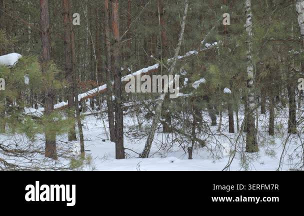 Backpacker trekking through snowy pine forest during winter expedition ...