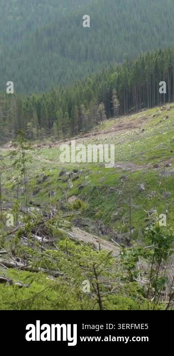 Deforested mountain slope beside dense evergreen woodland landscape ...
