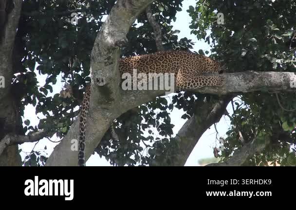Leopard resting on tree branch, dappled sunlight filtering through ...
