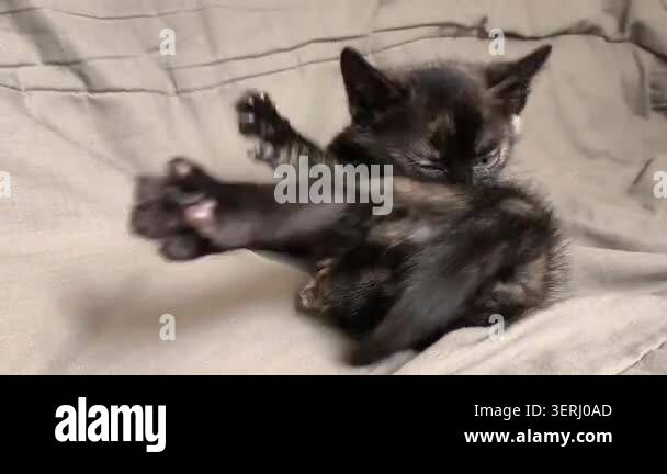 Little kitten licking paw and fur. Cozy Pet Scene with Warm Tones Stock ...