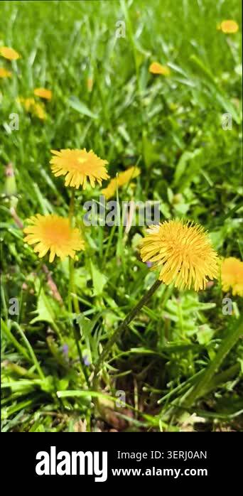 Close up of yellow dandelions swaying in wind. Soft nature scene Stock ...