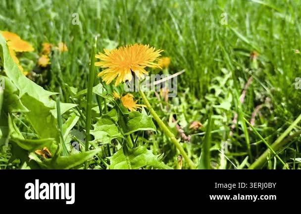 Close up of yellow dandelions swaying in wind. Soft nature scene Stock ...