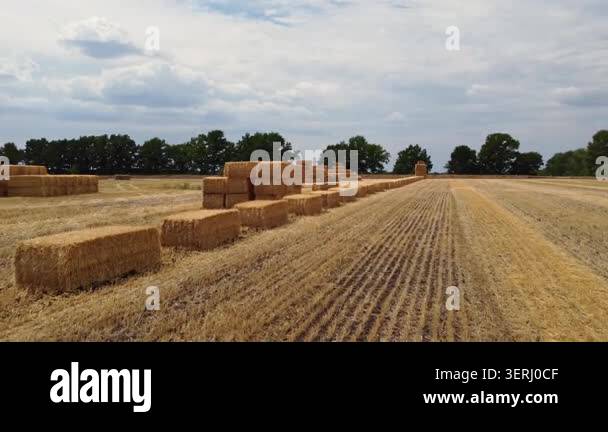Golden hay bales line on a harvested field with cloudy sky. Rural ...