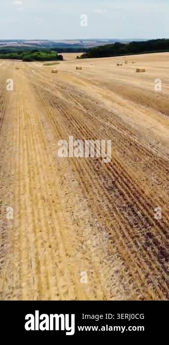Aerial view of harvested wheat field with neat rows and scattered hay ...