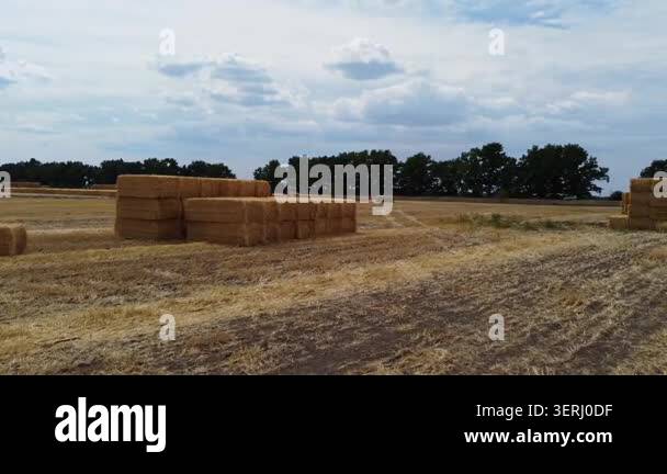 Stacks of golden hay on harvested field. Aerial rural scene for ...