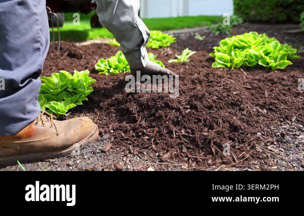 Close Up Shoot Footage Of Gardener Spreading Fresh Mulch Around Bushes close-up-shoot-footage-of-gardener-spreading-fresh-mulch-around-bushes
