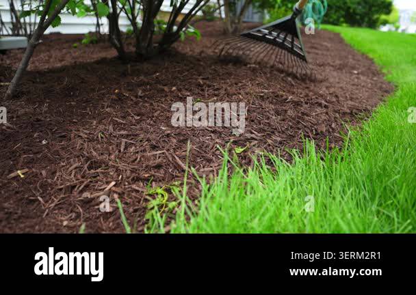 Close Up Footage Of Landscaper Raking Fresh Mulch Around Bushes In close-up-footage-of-landscaper-raking-fresh-mulch-around-bushes-in