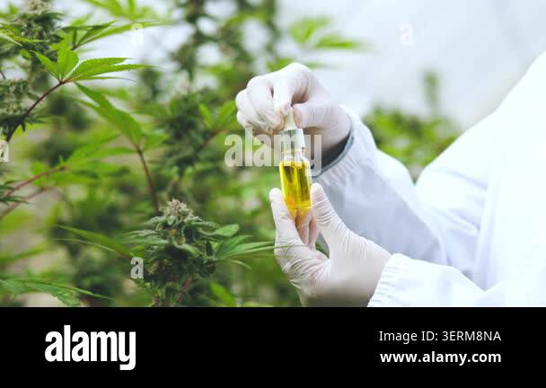 Scientist testing cannabis oil samples in a greenhouse farm, using a ...